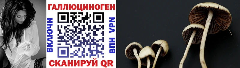 Псилоцибиновые грибы Cubensis  Салехард 
